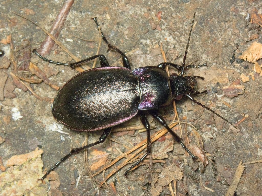 Carabus nemoralis nemoralis O.F. Muller, 1764